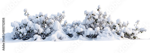 Row of small bushes or shrubs heavily covered with fresh white snow against transparent background, creating stark winter landscape element for seasonal design projects