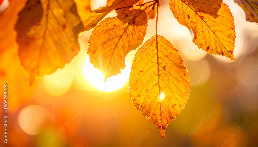 Obraz premium Landscape autumn leaves falling natural background colorful autumn background falling leaves natural background copy space 