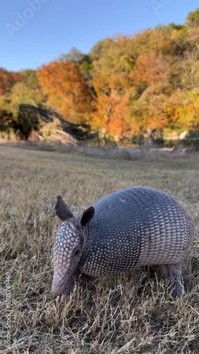 Fotografija Armadillo and autumn leaves