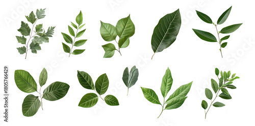 A diverse collection of various green leaves arranged artistically on a clean white background. different shapes and textures for use in botanical design or educational purposes
