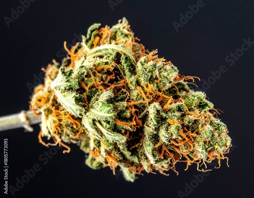 A vibrant green and orange floral bud, densely packed, resting atop a light stem against a dark backdrop