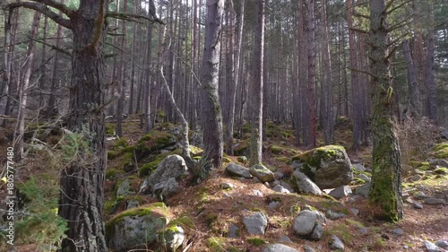 A serene and beautiful scene of a sunlit mountain forest in the North Caucasus region of Russia. Tall pine and birch trees stand among moss covered rocks and fallen leaves, creating a peaceful and nat