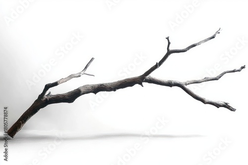 gnarled dry tree branch lying on a white surface with a soft shadow, evoking quiet solitude and minimalist calm