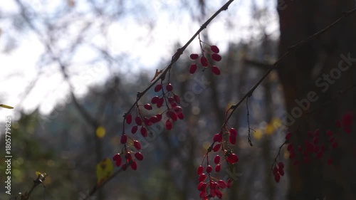 A close up, cinematic shot of vibrant red barberry berries on a branch, set against a blurred, sunlit autumn landscape in the North Caucasus region of Russia.