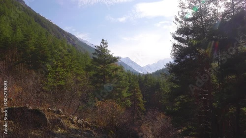A scenic view of the North Caucasus mountains in Russia, featuring a lush green pine forest in the foreground and majestic, snow dusted peaks in the distance under a clear sky.