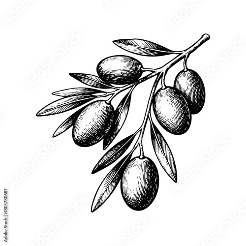 Detailed Hand-Drawn Olive Branch Illustration – Vintage Botanical Engraving