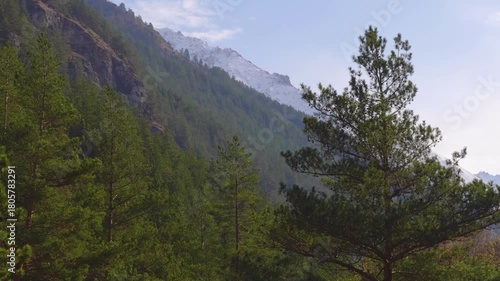 A scenic view of the lush, green slopes of the North Caucasus mountains, with a dense pine forest covering the hillsides under a clear blue sky.
