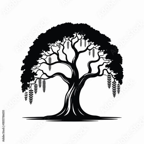 Silhouette of a large weeping willow tree with cascading branches