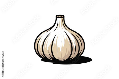 Hand drawn illustration of a single garlic bulb