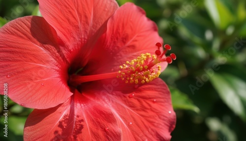 Close-up view of a vibrant red hibiscus flower in full bloom, showcasing its delicate petals and intricate details.