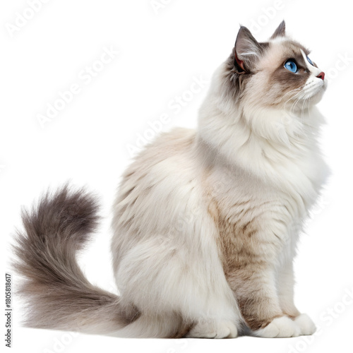 Regal Ragdoll Cat Profile: Fluffy Feline Pet with Striking Blue Eyes on transparent background