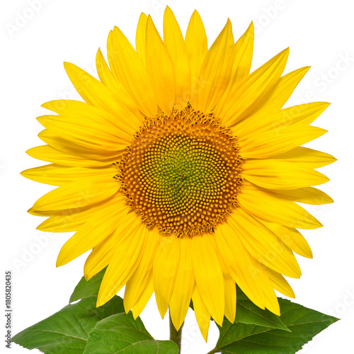 Sunflower head isolated on white background. Sun symbol. Flowers yellow, agriculture. Seeds and oil. Flat lay, top view. Bio. Eco. Creative