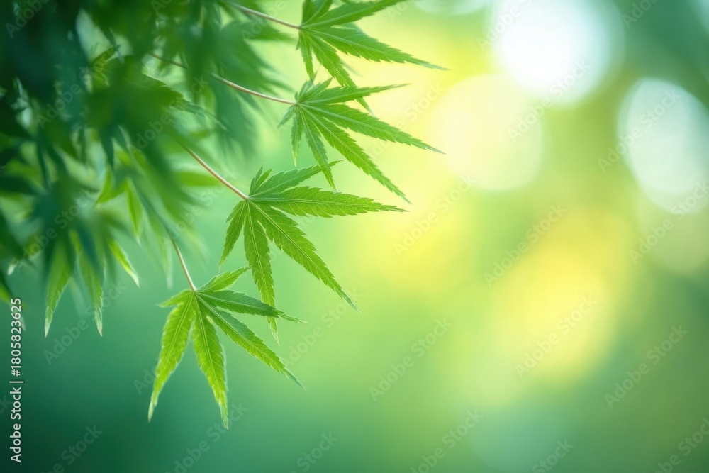 Naklejka premium Delicate green maple leaves hanging from a thin branch against a soft sunlit bokeh background, evoking calm, freshness and peaceful spring tranquility