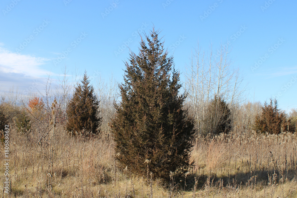 Fototapeta premium One eastern red cedar tree with others in the background at Raven Glen Forest Preserve in Antioch, Illinois