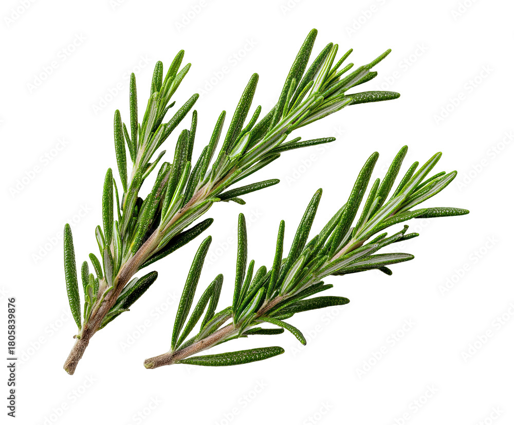 Fototapeta premium Two sprigs of fresh green rosemary on a black background