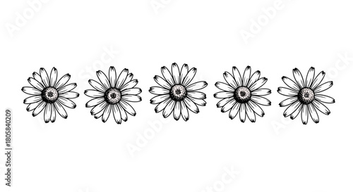 Five hand-drawn black and white daisy flowers arranged horizontally on a white background.