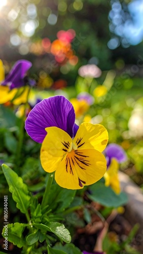A vibrant pansy with purple and yellow petals is in sharp focus, set against a blurred garden background with warm lighting