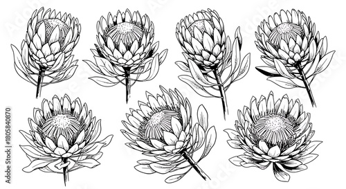 Set of seven hand-drawn protea flowers in a detailed black and white line art style, isolated on a white background.