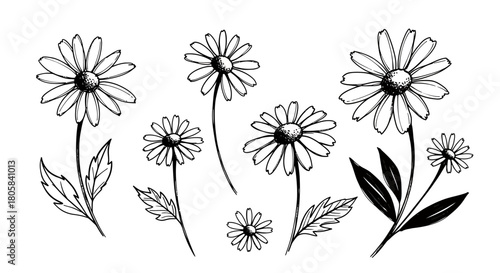 A collection of hand-drawn daisy flowers in a black and white ink sketch style, isolated on a white background.