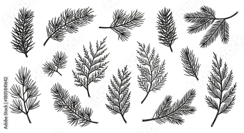 Collection of detailed hand-drawn illustrations of various evergreen tree branches, perfect for design.