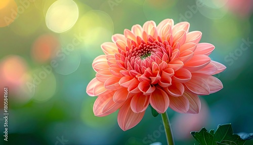 A vibrant peach-colored dahlia blooms, petals artfully arranged, bathed in soft, diffused light against a bokeh backdrop
