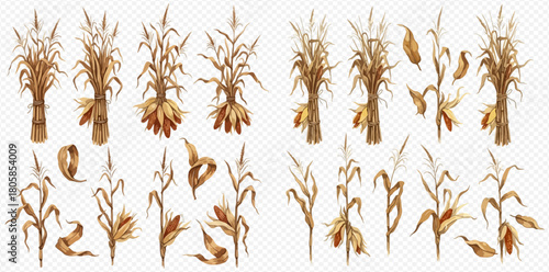 Watercolor set of dried corn stalks, bundles, and individual plants with cobs and leaves, perfect for autumn harvest designs and decorations.