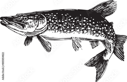 Pike in the depths: The image presents a meticulously detailed illustration of a pike, a predatory freshwater fish with its distinctive elongated body and sharp features.
