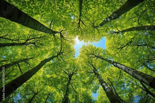 looking up through tall tree trunks to a bright green canopy with a star-shaped opening to blue sky, evoking peace and wonder