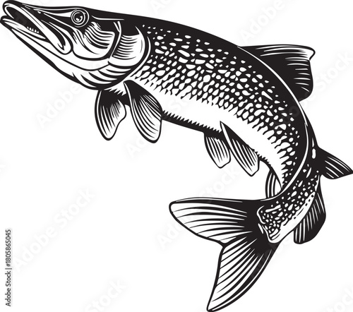 Pike Fish Illustration: A detailed illustration of a pike fish. Showcasing intricate details and patterns, this illustration captures the fish's form and texture with remarkable precision.
