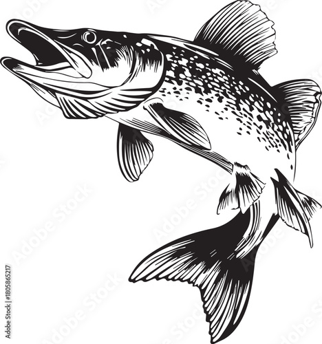 Northern Pike Illustration: A striking monochrome illustration of a Northern Pike, a formidable freshwater predator, showcasing its sleek body and powerful features.