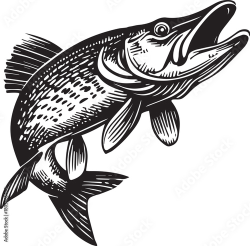 Northern Pike Illustration: A detailed black and white illustration of a Northern Pike, showcasing its powerful form and distinctive features in this monochrome masterpiece.