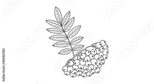 Detailed botanical line drawing of a rowan branch with compound leaves and a vibrant cluster of mature berries, illustrating natural autumn beauty.