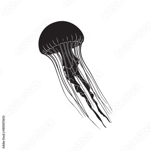 Black jellyfish silhouette with long tentacles, isolated on white.