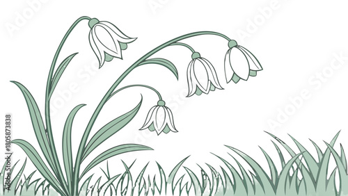 Illustration of a bunch of drooping white bell flowers with green stems and grass at the bottom