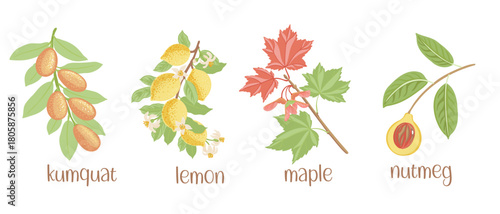 vector drawing set of tree branches with fruits and green leaves isolated at white background, kumquat, lemon, maple and nutmeg hand drawn illustration