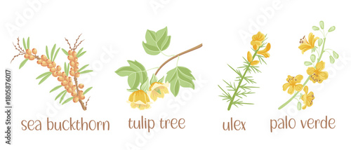 vector drawing set of tree branches with berries, flowers and green leaves isolated at white background, sea buckthorn, liriodendron, ulex and palo verde, hand drawn illustration