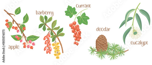 vector drawing set of tree branches with berries, flowers and green leaves isolated at white background, apple, barberry, red currant, deodar and eucalypt, hand drawn illustration