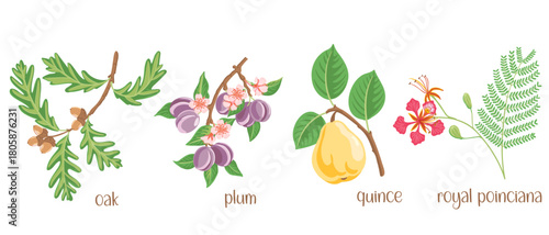 vector drawing set of tree branches with fruits, flowers and green leaves isolated at white background, oak, quince, royal poinciana and plum, hand drawn illustration