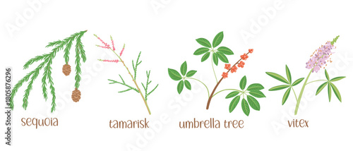 vector drawing set of tree branches with seeds and green leaves isolated at white background, sequoia, tamarisk, umbrella tree and vitex, hand drawn illustration