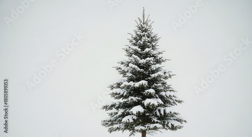 A majestic evergreen tree stands tall amidst a snowy landscape, its branches laden with fresh snow, creating a serene winter scene, capturing the essence of the season