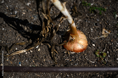 Closeup of large onion, allium, growing in rich soil in a kitchen garden on a sunny summer day
