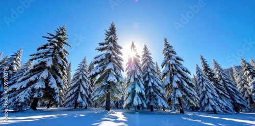 Winter Christmas Landscape with Snow A serene winter landscape on Christmas morning. Snow covered pine trees stand tall in a quiet forest. Soft, golden sunlight filters through the branches,
