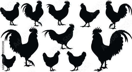Chicken and rooster silhouette vector set, farm poultry animal collection, black hen bird shapes, agriculture livestock graphics, isolated illustration icons, meat design