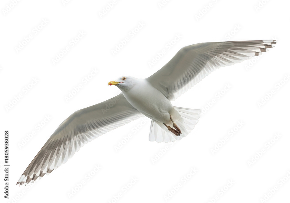 Naklejka premium A white seagull in flight isolated on transparent background