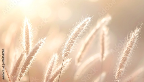 Dreamy Grasses in Soft Light - A Serene Nature Scene.