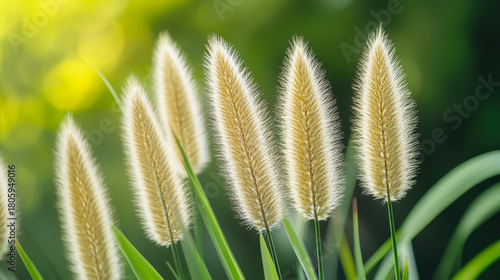 A colorful grass flower
