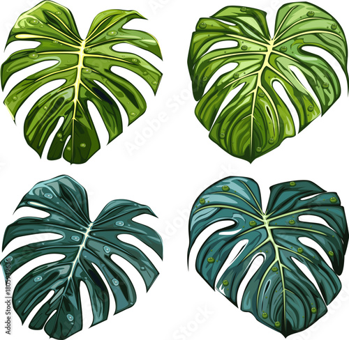  Monstera leaves have a natural appearance, the deep green tone of the leaves appear almost neon against the black.