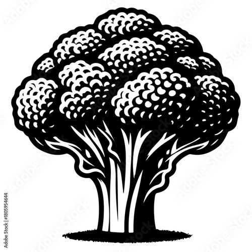 Illustration of a broccoli head with detailed florets and thick stalk in black and white style art