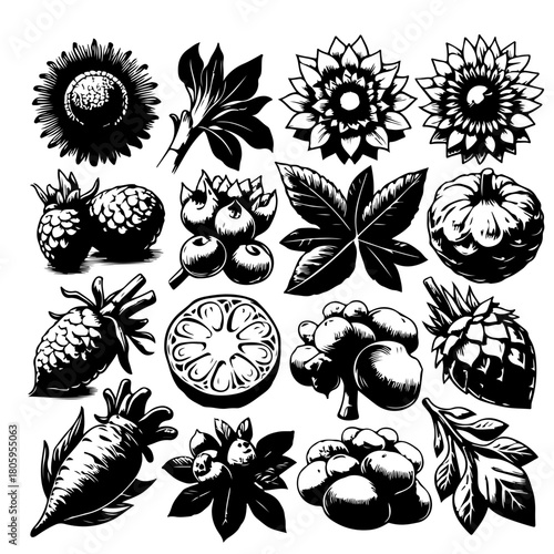 Illustration of various fruits flowers and leaves in black and white with an ink drawing style effect