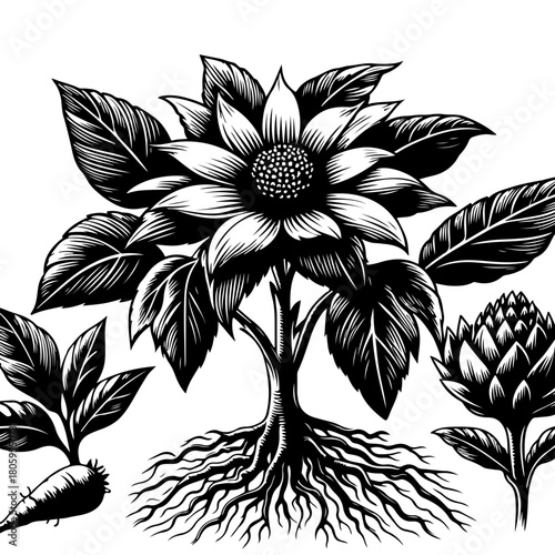 Illustration of a sunflower plant with roots, a carrot and an artichoke in black and white style